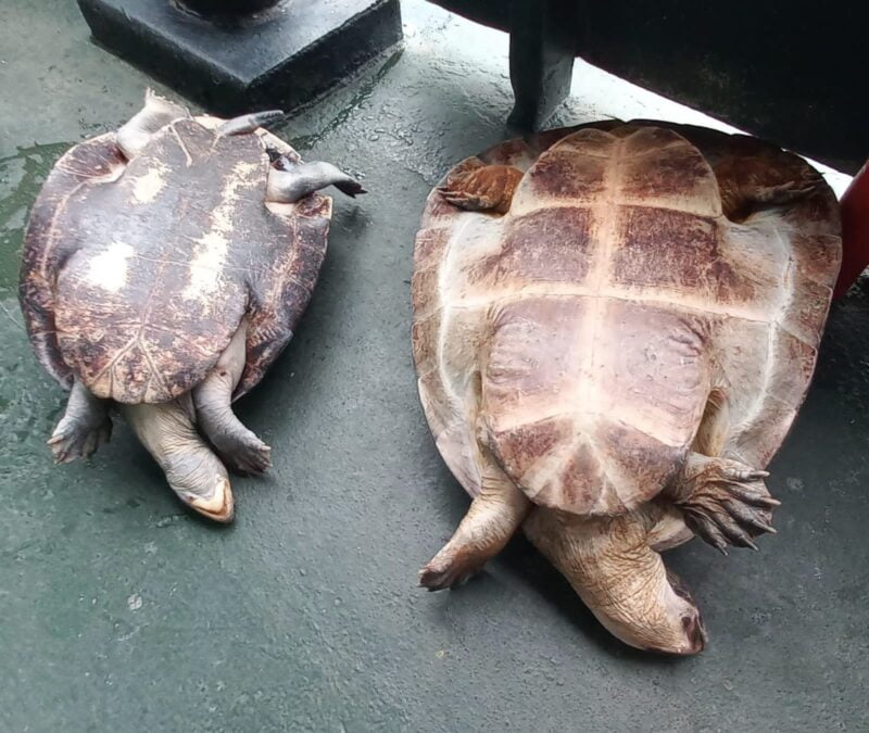 Base Fluvial Arpão 2: Policiais apreendem ovos de tartaruga e quelônios em embarcação