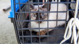 Centro de Zoonoses realiza agendamento para castração de gatos na Zona Norte