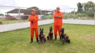 Corpo de Bombeiros treina cães para atuar em ocorrências de buscas e resgate