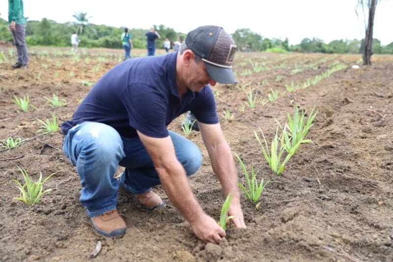 Plantação de 12,5 mil mudas do curauá, como parte do projeto-piloto (Foto: Emerson Martins/Sepror) Governo do Amazonas inicia plantio do curauá para dar suporte à indústria