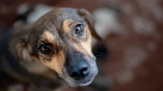 Governo do Estado sanciona Código de Direito e Bem-Estar Animal do Amazonas