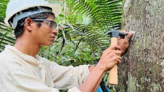 Idam e Sema iniciam mapeamento para viabilidade de manejo florestal em Novo Aripuanã