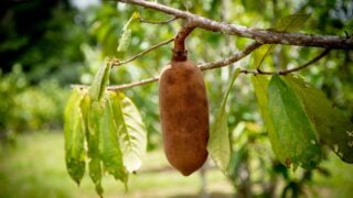 Pesquisa incentiva o cultivo em consórcio de frutas amazônicas