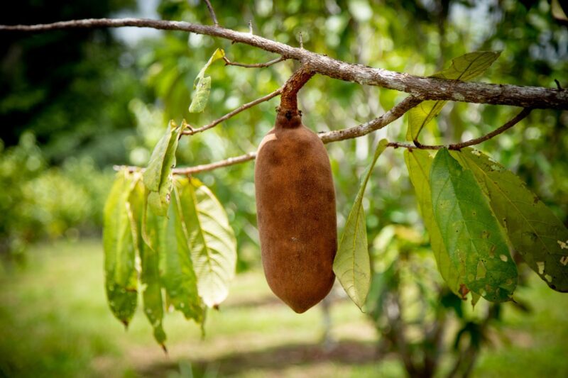 Pesquisa incentiva o cultivo em consórcio de frutas amazônicas