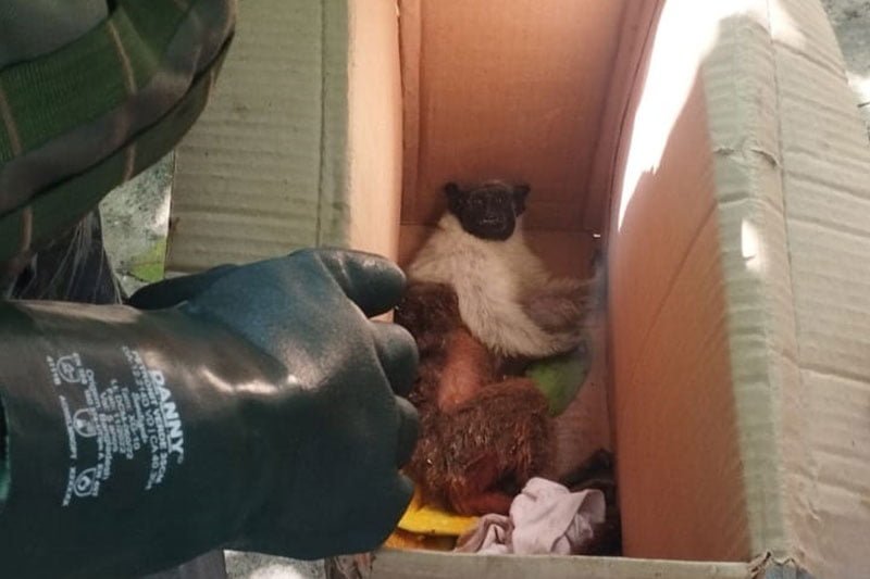 O macaco foi entregue ao IBAMA (Foto: Divulgação/PMAM) Sauim-de-coleira é resgatado após sofrer uma descarga elétrica