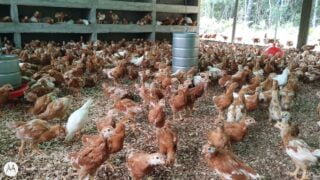 Em Santa Isabel do Rio Negro, Idam vacina 900 aves contra coriza infecciosa