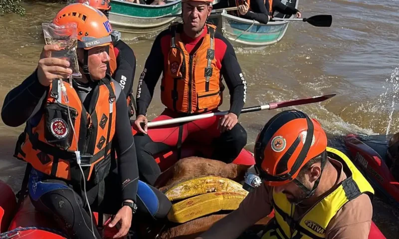 O animal foi sedado pelos militares e, em seguida, colocado em um bote (Foto: Divulgação/Corpo de Bombeiros/RS) Cavalo Caramelo é resgatado de telhado de casa no Rio Grande do Sul