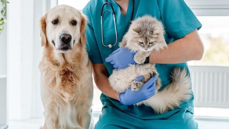 Uninorte (Foto: Divulgação) UNINORTE oferece cuidados essenciais para animais de estimação