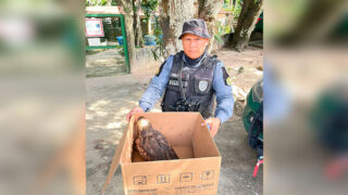 Polícia Militar do Amazonas resgata gavião na rodovia AM-070