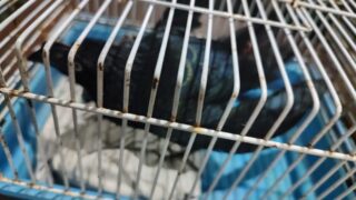 PMAM resgata três aves e bichos preguiça em ações na capital e no interior