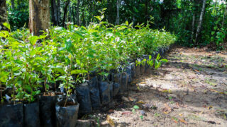 Prefeitura disponibiliza mais de 647 mil mudas de plantas para arborização e paisagismo