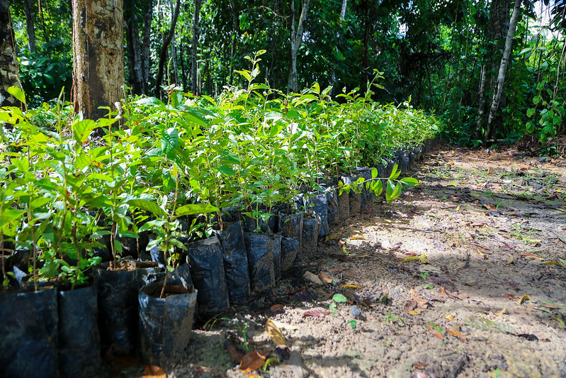 Prefeitura disponibiliza mais de 647 mil mudas de plantas para arborização e paisagismo