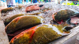 ADS capacita produtores para beneficiamento de pescado na zona rural de Manaus