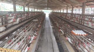Idam recomenda medidas sanitárias de prevenção contra doença Newcastle na avicultura