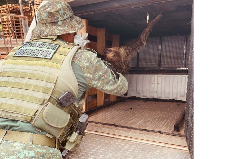 Polícia resgata bicho-preguiça na Zona Leste de Manaus