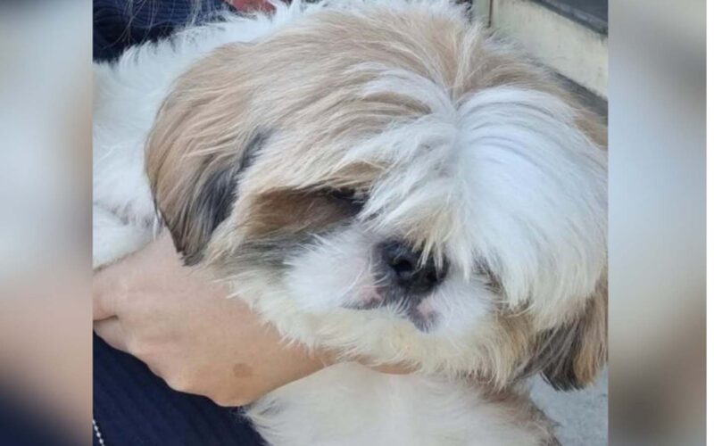 Polícia Civil recupera cachorro da raça Shih Tzu furtado e o devolve à tutora