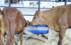 Expoagro 2024 conta com exposição, bem-estar e melhoramento genético de animais de rebanho