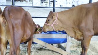 Expoagro 2024 conta com exposição, bem-estar e melhoramento genético de animais de rebanho