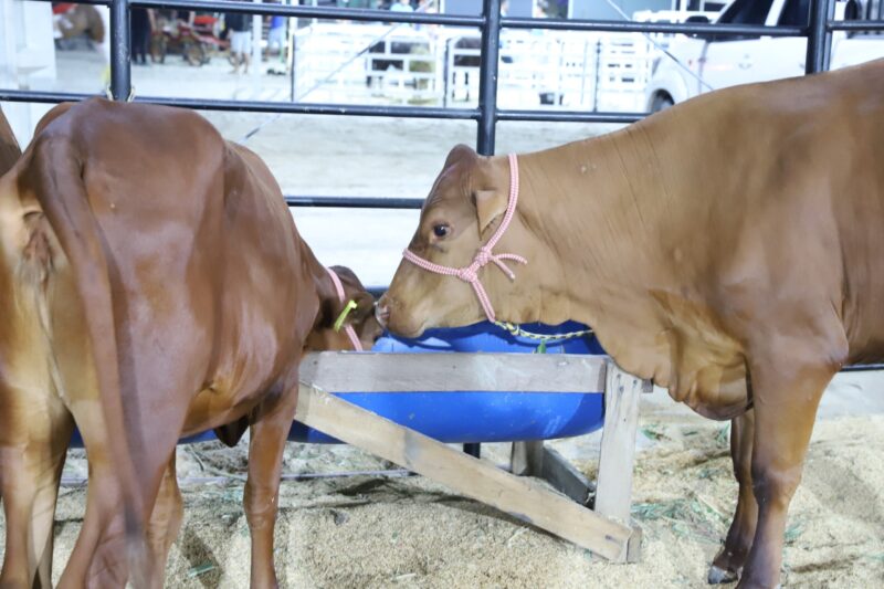 Expoagro 2024 conta com exposição, bem-estar e melhoramento genético de animais de rebanho