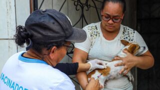 Prefeitura de Manaus prepara ‘Campanha de Vacinação Antirrábica Animal 2024’