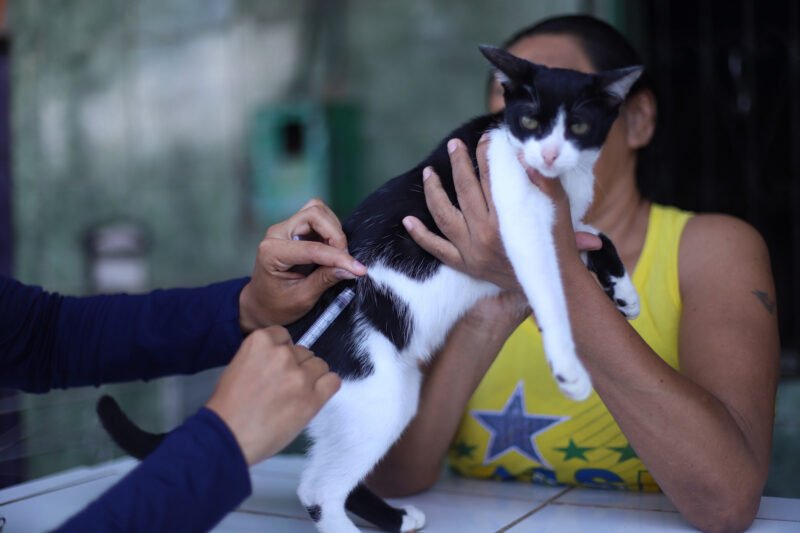 A vacina é obrigatória e anualmente cães e gatos devem receber a proteção vacinal (Foto: Divulgação/Semsa) Prefeitura já vacinou 67 mil animais contra a raiva na capital