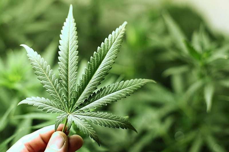 Pela decisão, Anvisa terá 6 meses para regulamentar (Foto: Reprodução) STJ autoriza cultivo de cannabis para fins medicinais