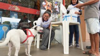 Prefeitura retoma oferta de vacina antirrábica em 10 supermercados na capital