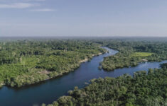 Floresta amazônica (Foto: Divulgação)