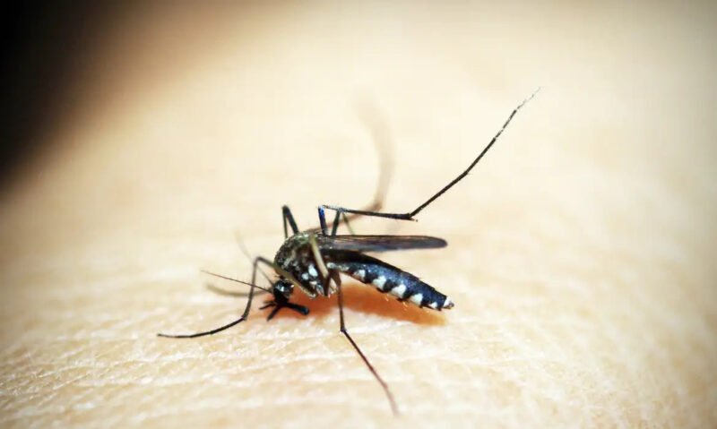 Chikungunya (Foto: Divulgação/Pixaby) São Paulo tem primeiro caso de morte por Chikungunya