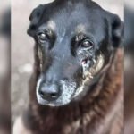 Caso do cão Orelha segue sob investigação da Polícia Civil de SC (Foto: Divulgação/PCSC)