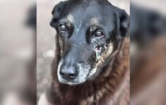 Caso do cão Orelha segue sob investigação da Polícia Civil de SC (Foto: Divulgação/PCSC)