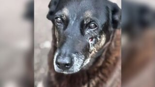 Caso do cão Orelha segue sob investigação da Polícia Civil de SC (Foto: Divulgação/PCSC)