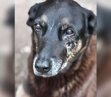 Caso do cão Orelha segue sob investigação da Polícia Civil de SC (Foto: Divulgação/PCSC)