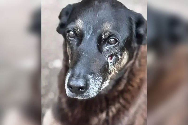 Polícia pede apreensão de passaporte em caso do cão Orelha