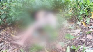 Homem é encontrado morto em área de mata no Planalto