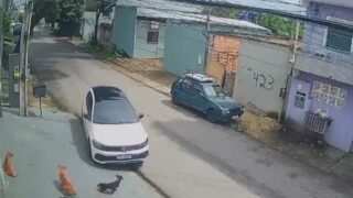 Atropelamento de cães revolta moradores em Manaus