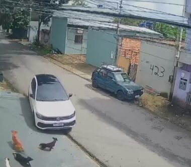 Atropelamento de cães revolta moradores em Manaus