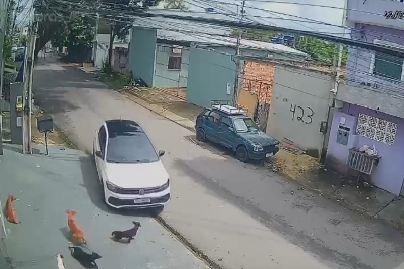 Atropelamento de cães revolta moradores em Manaus